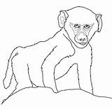 Baby Baboon coloring Page  ColouringPages sketch template