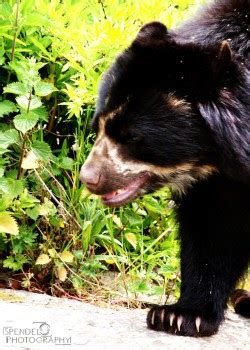 Popular Go Diego Go Spectacled Bears Image - Desain Interior Exterior