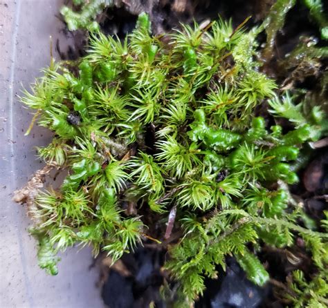 What type of moss is this? I bought an assortment on amazon and the ...