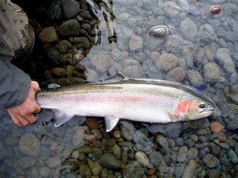 Salmon Species Identification - Mosquito Creek Pacific Fish, Pacific Salmon, Black Tongue, Black ...