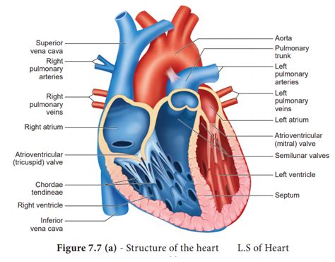 Human circulatory system