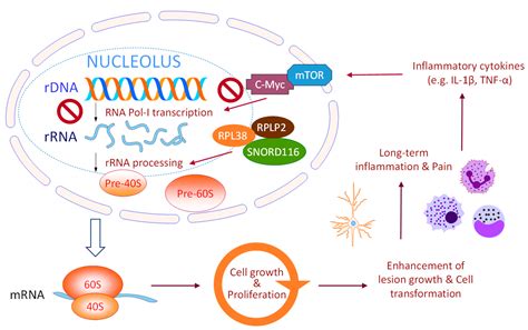 Ribosome Biogenesis Serves as a Therapeutic Target for Treating ...