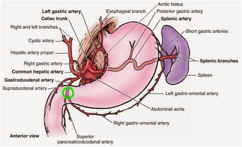 Gastroduodenal Artery - Stepwards