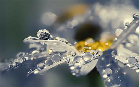 HD wallpaper: Raindrops On Flower, black, white, 1920x1200, ultra hd ...