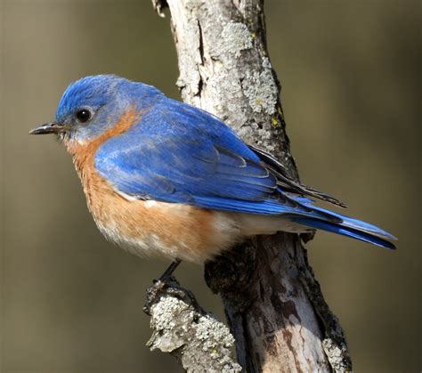 Eastern Bluebirds- New Jersey Bird Photos