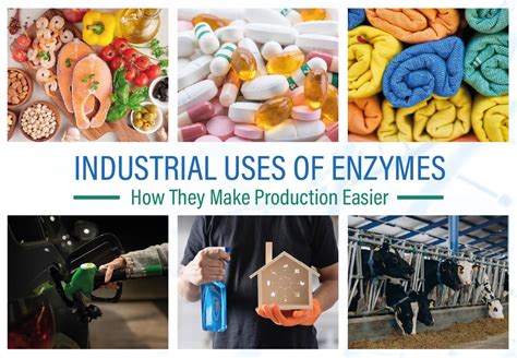 How Industrial Enzymes Simplify Production | Ultrez Enzymes