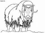 Musk Ox Coloring Page At GetColoringscom  Free Printable Colorings sketch template