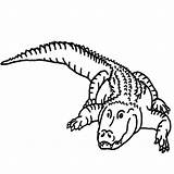 Free Printable Alligator Coloring Pages For Kids sketch template