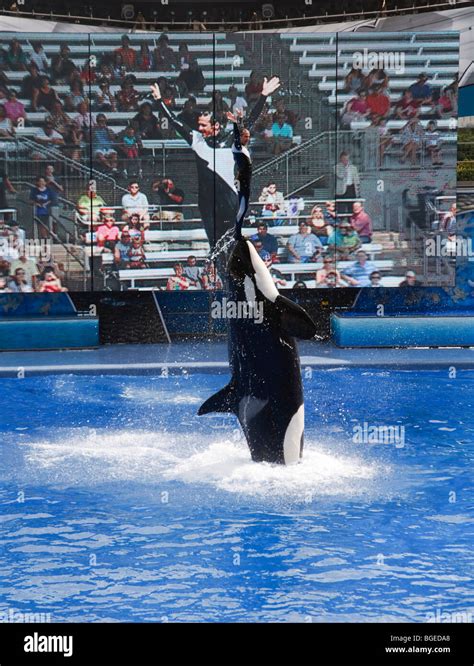 Shamu the killer whale performs in the Believe show at Seaworld ...