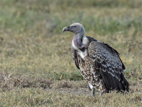 Ruppell's Griffon Vulture | Rüppell's vulture is considered … | Flickr