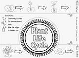 Plant Life Cycle Coloring Pages Printable Pa  Vrogueco sketch template