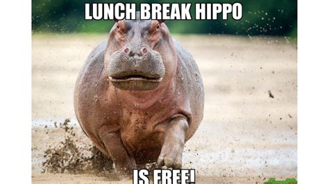 Hippo Day 2023: Not body shaming, check out these cute and funny memes about hippopotamus