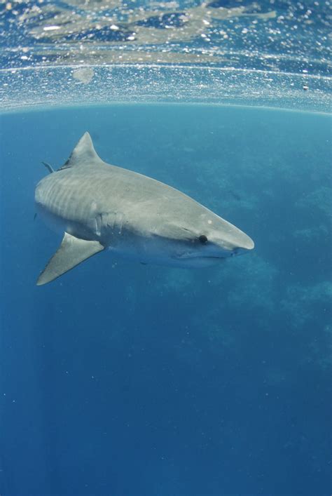 Research into tagging ocean predators, like lemon sharks, has helped scientists better ...