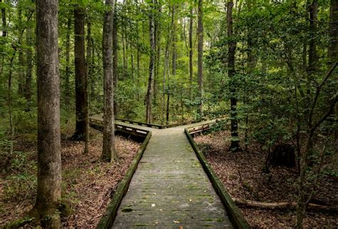 How to Visit the Great Dismal Swamp in Virginia (Tips + Facts)