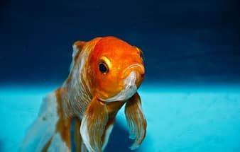 brocade carp, koi, carp, fish, swim, pond, water, white, black, gold, orange | Pikist