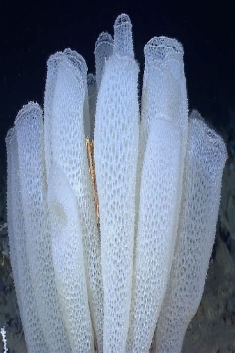 What is a glass sponge? #What #glass #sponge | Deep sea creatures, Sea sponge, Sea creatures