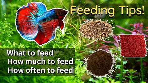 Ultimate Betta Fish Feeding Guide (Everything You Need to Know About Feeding Betta) - YouTube