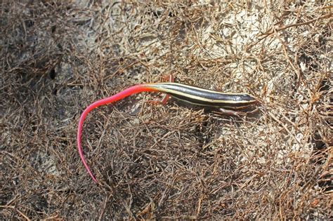 Western Red-tailed Skink - NDOW