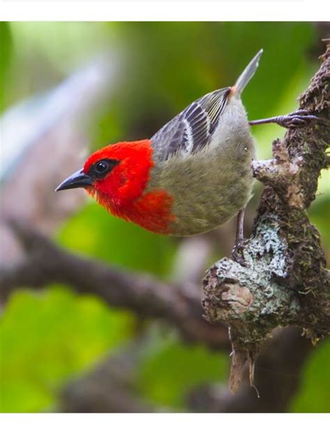 Mauritius Fody, Foudia rubra: endemic to the island of Mauritius: a rare species of bird in the ...