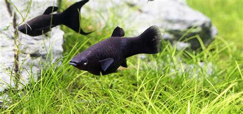 Black Molly Species | Tropical Fish Hobbyist Magazine