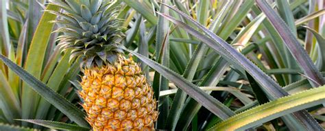 Maui Pineapple Farms Archives - pmimaui