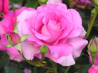 Tea Rose Flower Wallpaper | Tea Rose Flower: Wallpaper size … | Flickr