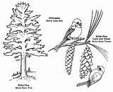 Southern Longleaf Pine Coloring Page sketch template