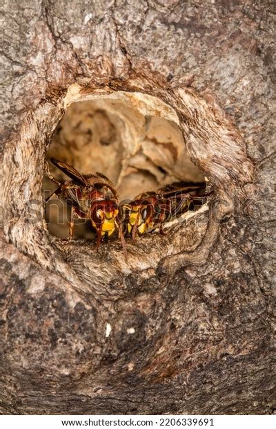 Entrance Hornets Nest Tree Hollow European Stock Photo 2206339691 ...