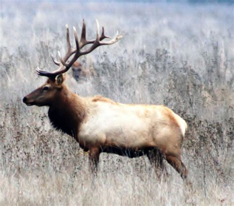 Tule elk - Wikipedia