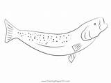 Spotted Sea Trout Are The Most Popular Coloring Page For Kids  Free sketch template