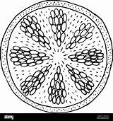 Lemon Slice Coloring Page sketch template