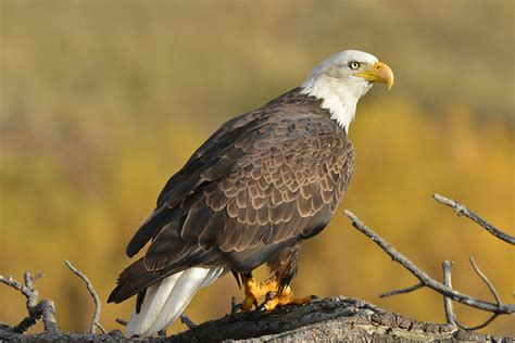 Montana | Wildlife Research Institute