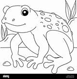 Cane Toad Frog Animal Coloring Page For Kids Stock Vector Image & Art  sketch template
