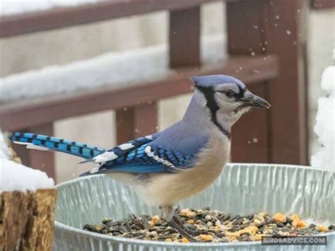 Feeding Winter Birds In Michigan | Birds Advice