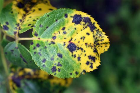 The Best Way to Treat Black Spots on Roses | HappySprout