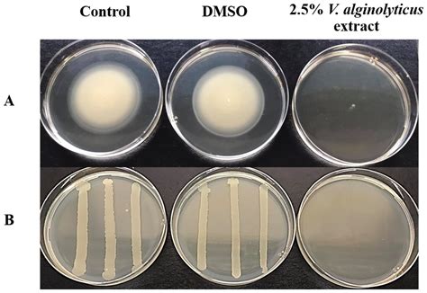 Vibrio alginolyticus influences quorum sensing-controlled phenotypes of acute hepatopancreatic ...