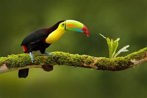 Ecuador Wildlife & Culture: Quito, Mindo, Yasuni National Park - 10 ...