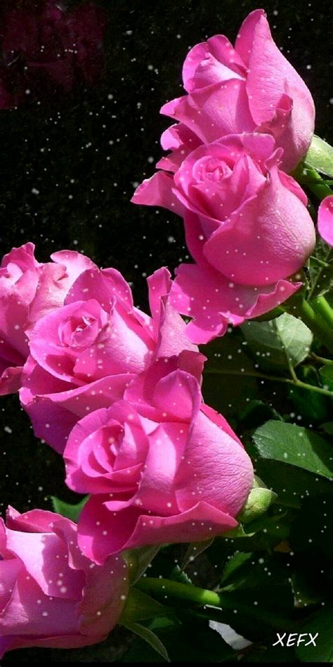 калейдоскоп | Mejores flores, Flores increíbles, Rosas blancas
