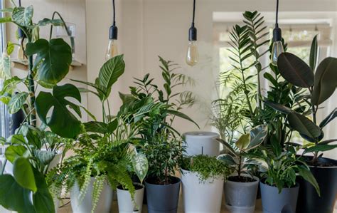 The Benefits of Having Plants in Your Home