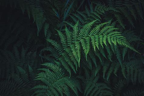 1920x1080px | free download | HD wallpaper: green leafed plant lot ...