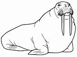 Walrus 14 Coloring Page  Free Printable Pages For Kids sketch template