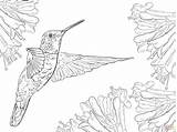 Free Printable Hummingbird Coloring Pages sketch template