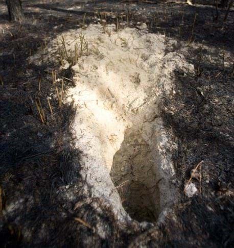 How to Identify a Gopher Tortoise Burrow | FWC