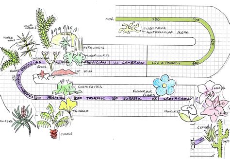 Timeline of Earth and Plant Evolution | Tentative Plant Scientist