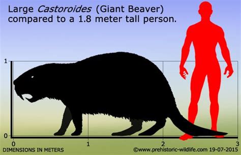 Castoroides (Giant Beaver) | Prehistoric animals, Prehistoric wildlife, Prehistoric creatures