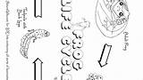 Tadpole Coloring Page At GetColoringscom  Free Printable Colorings sketch template