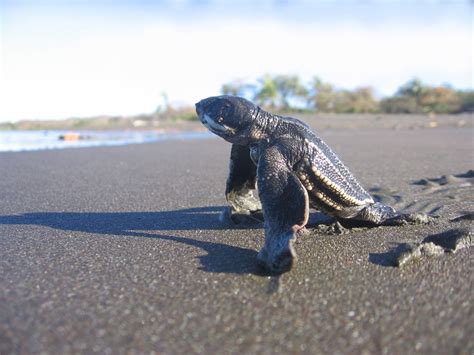 Volunteer in Sea Turtle Conservation Abroad | Maximo Nivel