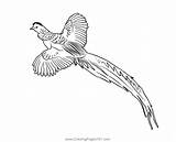 Golden Pheasant 3 Coloring Page For Kids  Free Pheasants And sketch template