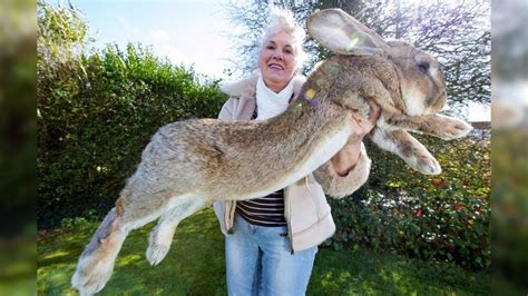 Meet Giant 4ft Rabbit Darius | World's largest rabbit, Giant rabbit, Giant animals