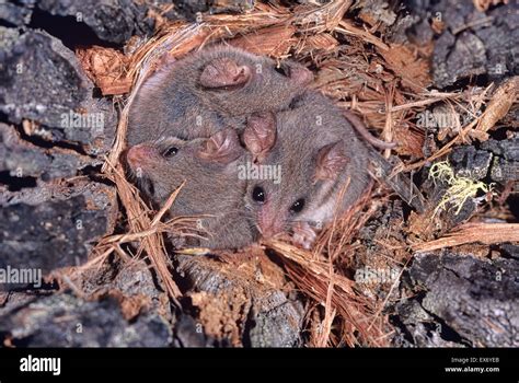 Little Pygmy Possum Cercartetus lepidus Photographed in Tasmania ...